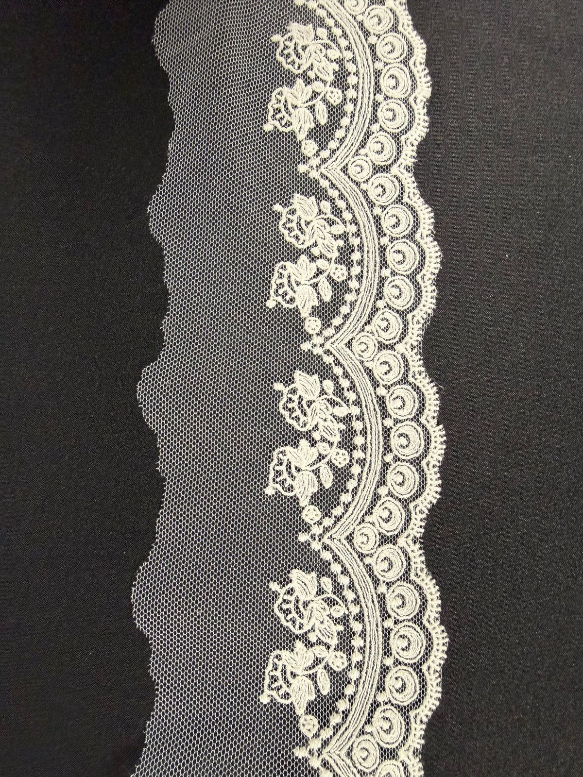 Elfenbeinrand - EF4012